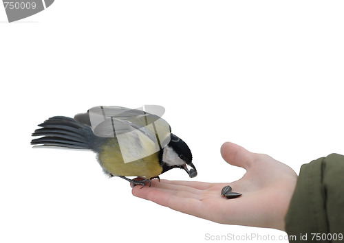 Image of Titmouse on a hand.