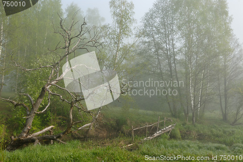 Image of Landscape with a dry tree and the bridge.