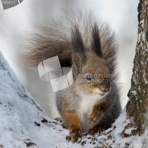 Image of The squirrel.