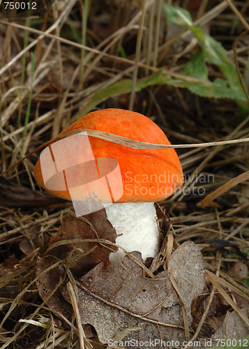 Image of Orange cap boletus