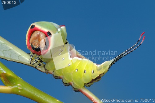 Image of Caterpillar butterfly on a bush.