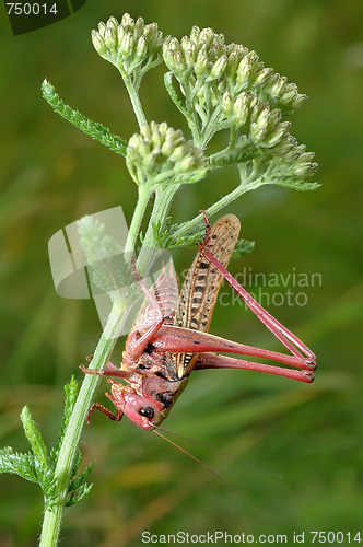 Image of Unusual coloration.