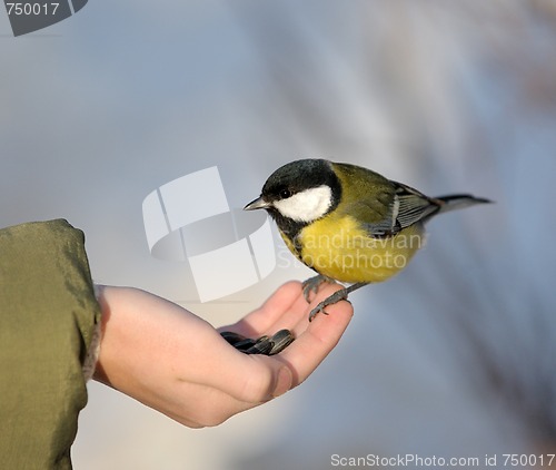 Image of Titmouse on a hand.