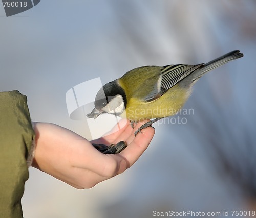 Image of Titmouse on a hand.