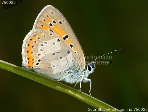 Image of Butterfly on a blade of grass. 