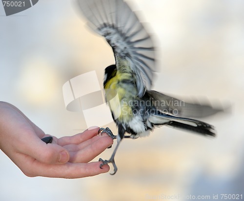 Image of Titmouse on a hand.