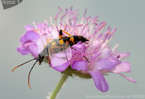 Image of Longhorn beetle on a flower.