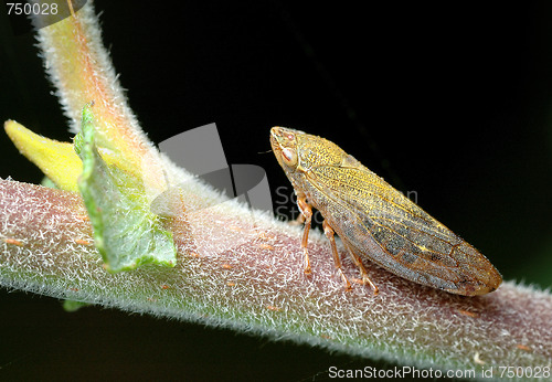 Image of Cicada on a branch.