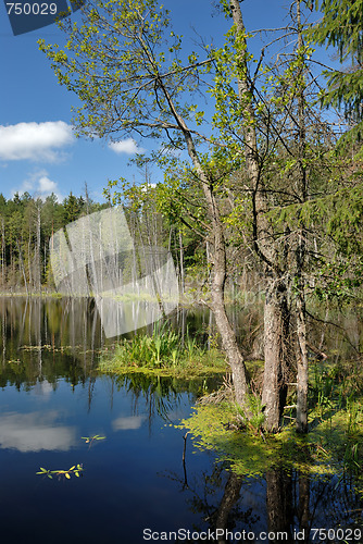 Image of Wood lake