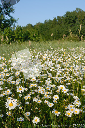 Image of Blooming meadow.