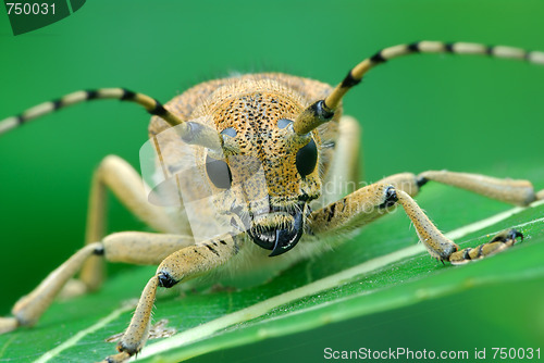 Image of Bug at a dawn