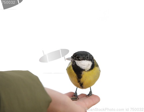 Image of Titmouse on a hand.