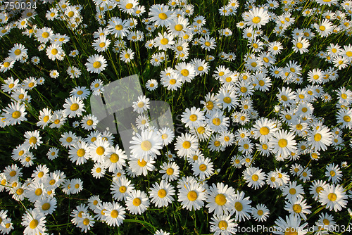 Image of Blooming meadow.