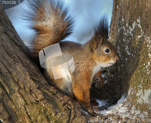 Image of The squirrel.