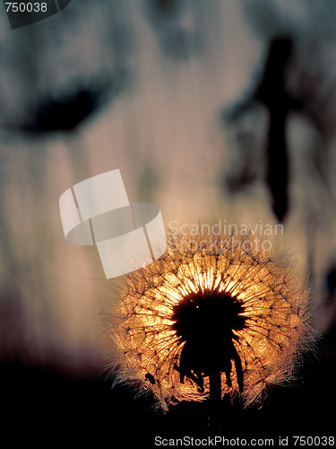 Image of Dandelion on a sunset