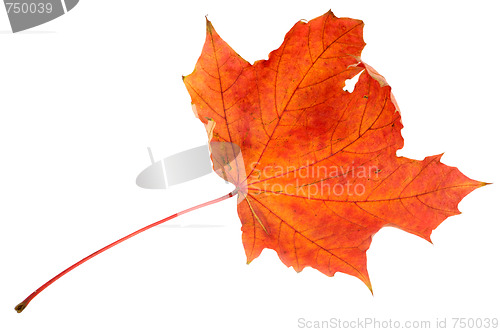 Image of Red maple leaf, large DoF