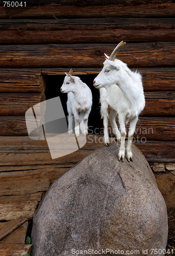 Image of Goat and the kid