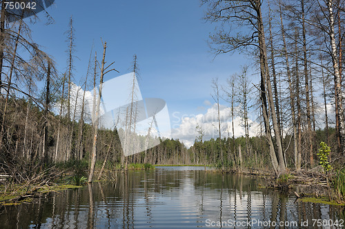 Image of Wood lake