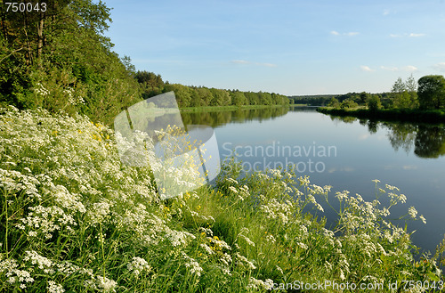 Image of Flowers over the river