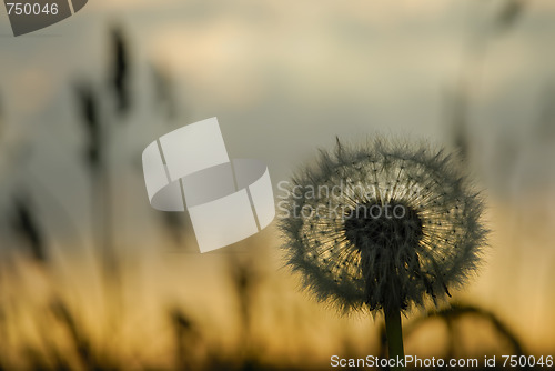 Image of Dandelion on a sunset
