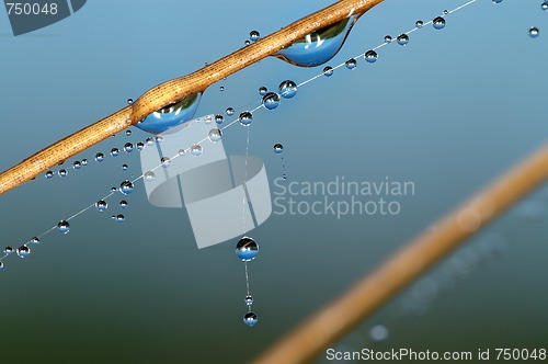 Image of Drops on a blade.