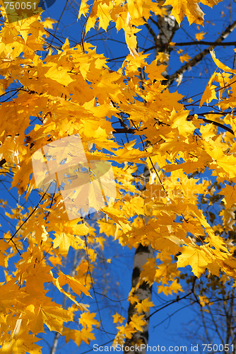 Image of Autumn leaves.