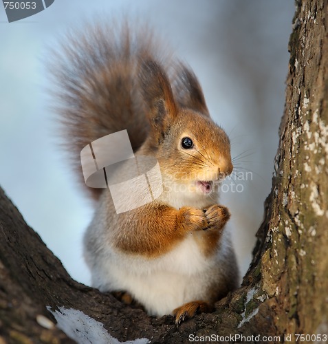 Image of The squirrel.