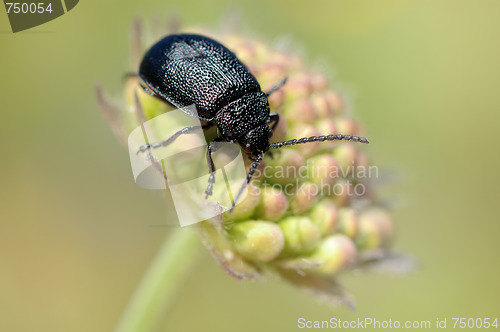 Image of The beetle on a bud