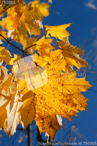 Image of Autumn leaves.