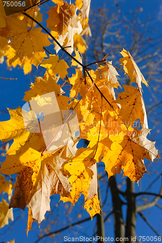 Image of Autumn leaves.