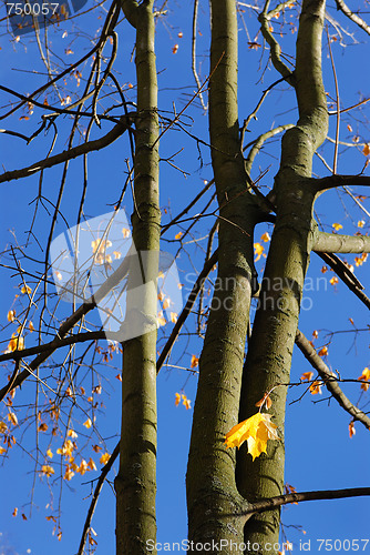 Image of Autumn leaves.