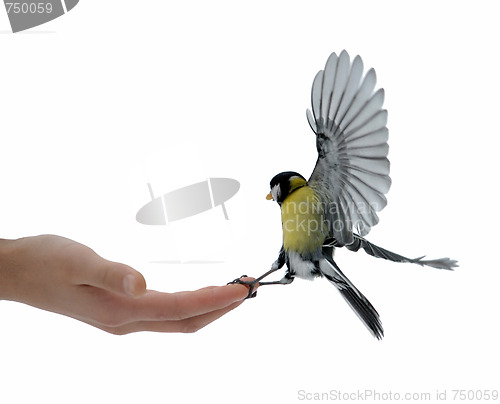 Image of Titmouse on a hand.