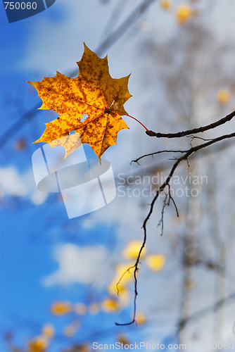 Image of Autumn leaves.