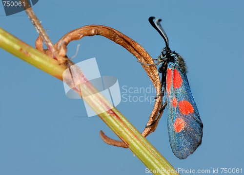 Image of The butterfly Zygaena filipendulae