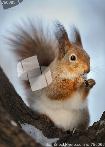 Image of The squirrel.