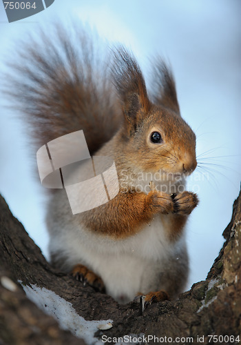 Image of The squirrel