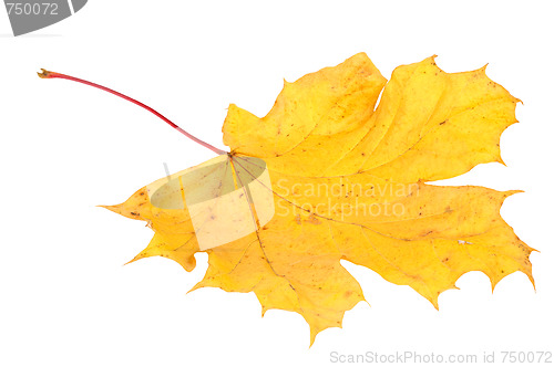 Image of Yellow maple leaf, large DoF