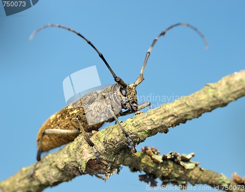 Image of Beetle on a dry branch