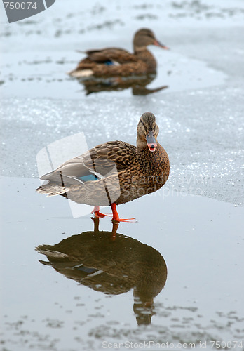 Image of Ducks in the winter. 