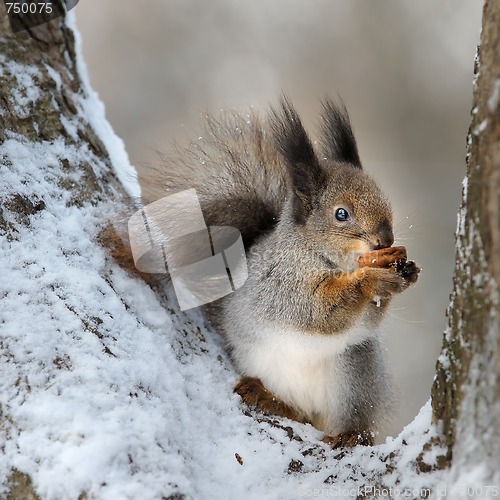 Image of The squirrel with a nut.