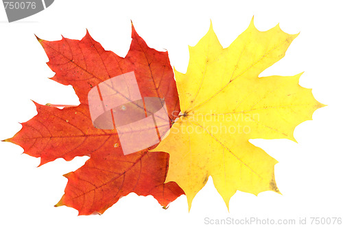 Image of Maple leaves, large DoF