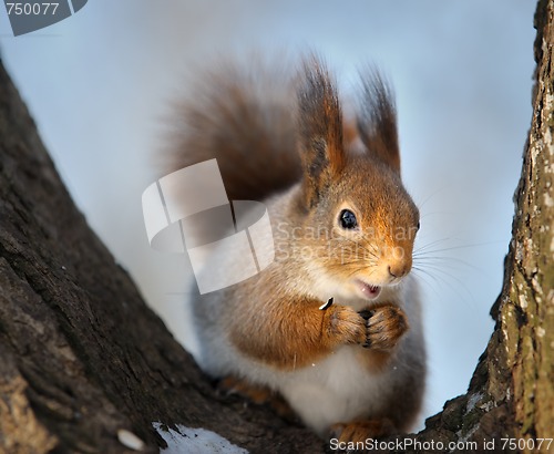 Image of The squirrel.