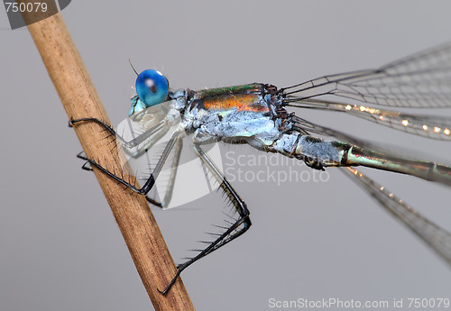 Image of Dragonfly close 