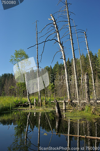 Image of Wood lake