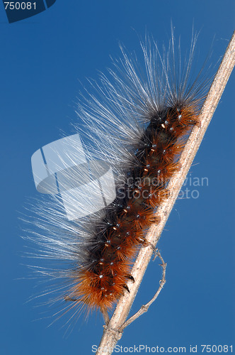 Image of Hairy caterpillar