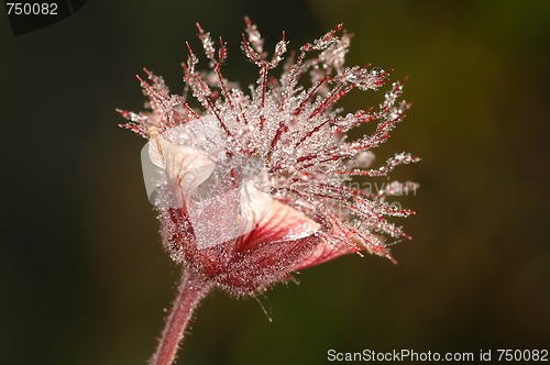 Image of Flower in dew