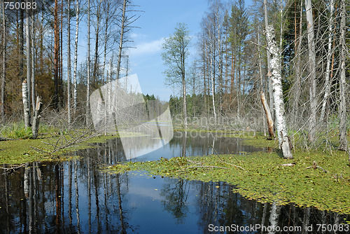 Image of Wood lake