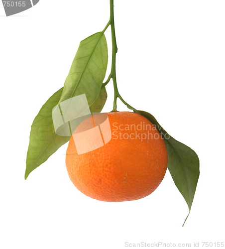 Image of Tangerine