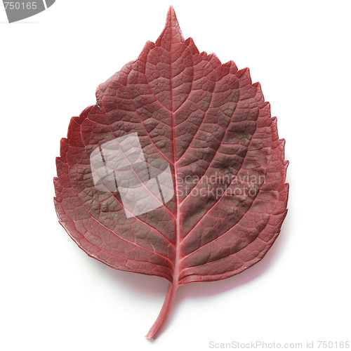 Image of Leaf
