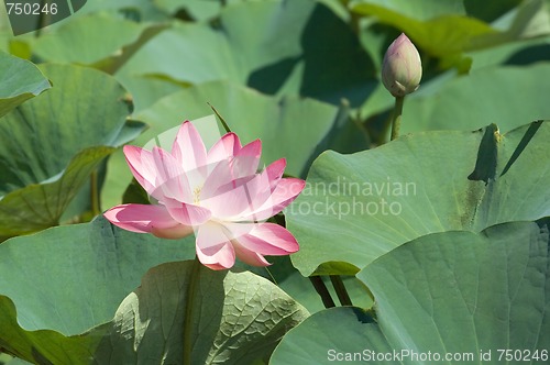 Image of Pink lotus